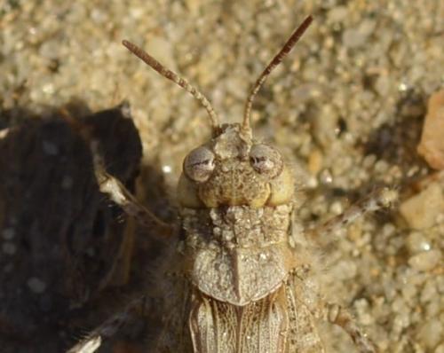 Réf. 255 212 : Acrotylus insubricus insubricus